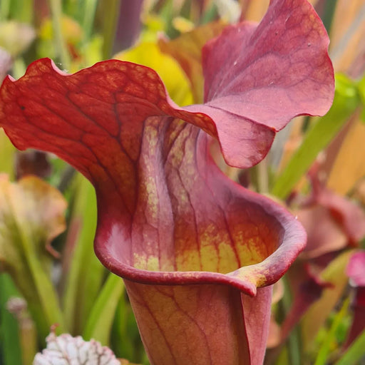 Sarracenia 'Copper Vase'