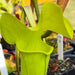 Sarracenia 'Manta Ray'