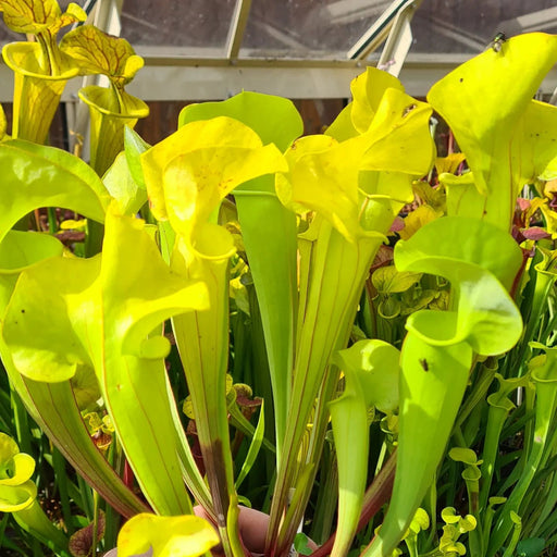 Sarracenia 'Manta Ray'