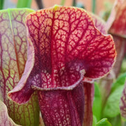 Sarracenia 'Barba'