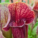 Sarracenia 'Barba'