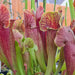 Sarracenia 'Barba'