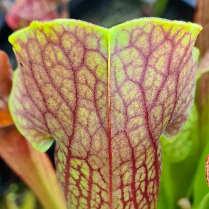 Sarracenia 'Barba'