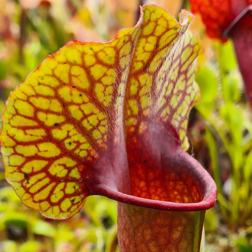 Sarracenia 'Triceratops'