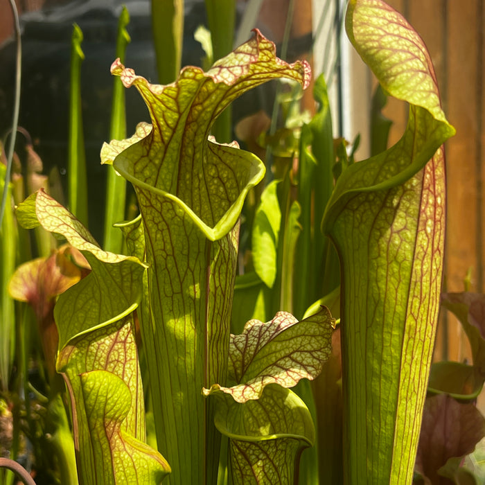 Sarracenia × moorei 'Elizabeth'