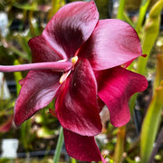 Sarracenia × mitchelliana 'Red Lips'
