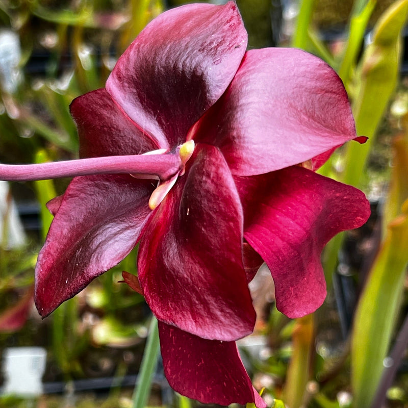 Sarracenia × mitchelliana 'Red Lips'