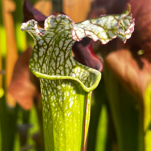 Sarracenia 'Taiappu'