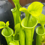 Sarracenia oreophila var. oreophila (Centre, Alabama)