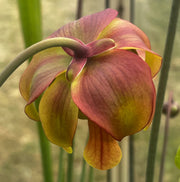 Sarracenia × moorei  'Sergeant Hartman'