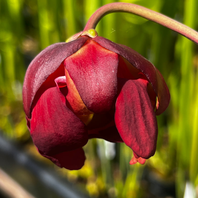 Sarracenia leucophylla White Top with Fine Red Veins MK-L34