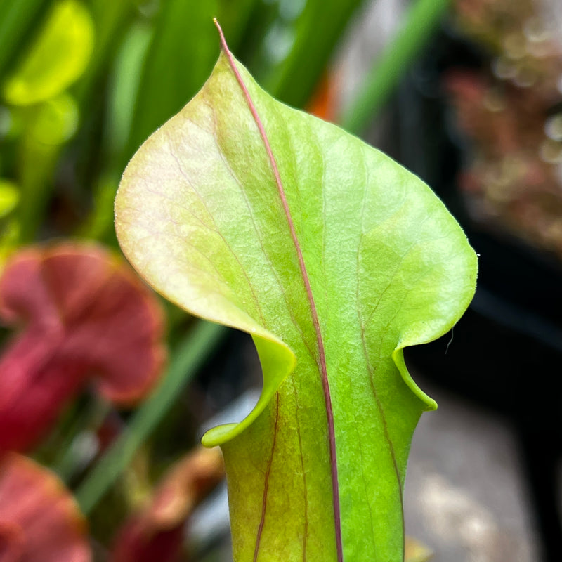 Sarracenia flava var. cuprea (Shallotte, Brunswick County, North Carolina)