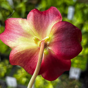 Sarracenia × catesbaei