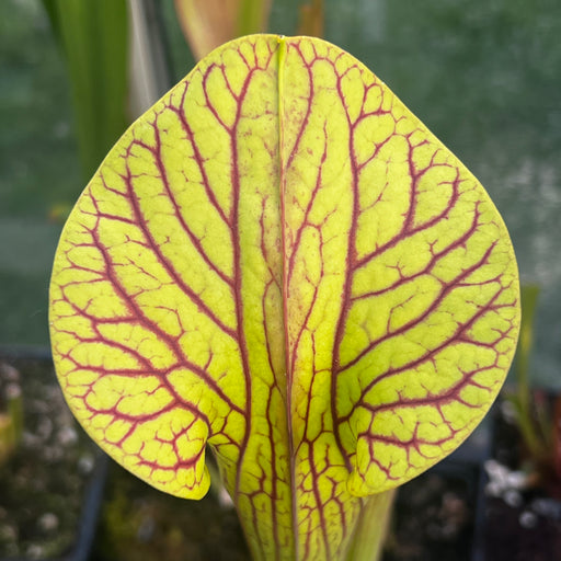 Sarracenia 'Hugh Jampton'