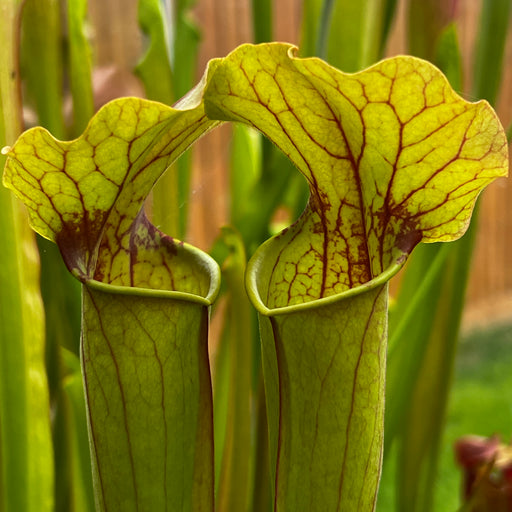Sarracenia × moorei 'Joanna' X × exornata 'Peaches and Cream'