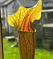 Sarracenia 'Blackadder'