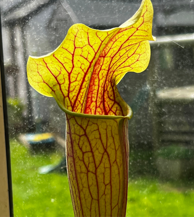 Sarracenia 'Blackadder'
