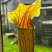 Sarracenia 'Blackadder'