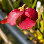 Sarracenia rubra subsp. gulfensis (Crestview, Florida) MK-RG6