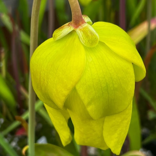 Sarracenia Flava Var. Maxima - Tall All Green Copper Tinged Reverse Veined