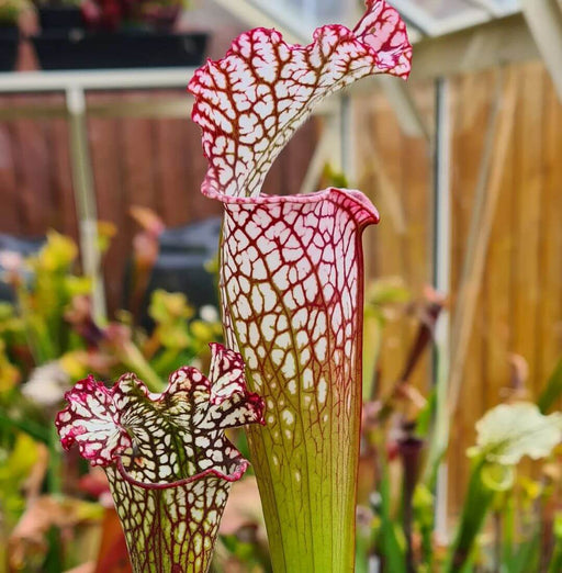 Sarracenia leucophylla 'Bocaza' MK-L87