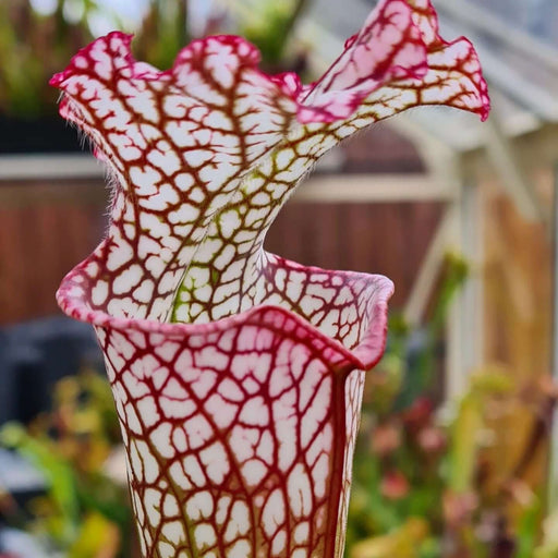 Sarracenia leucophylla 'Bocaza' MK-L87