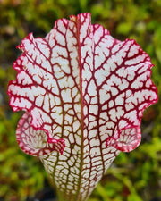 Sarracenia leucophylla 'Bocaza' MK-L87