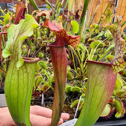 Sarracenia 'Triceratops'