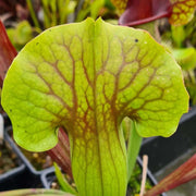 Sarracenia 'Triceratops'