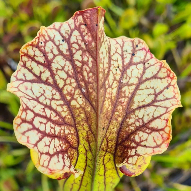 Sarracenia × moorei 'Elizabeth'