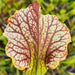 Sarracenia × moorei 'Elizabeth'