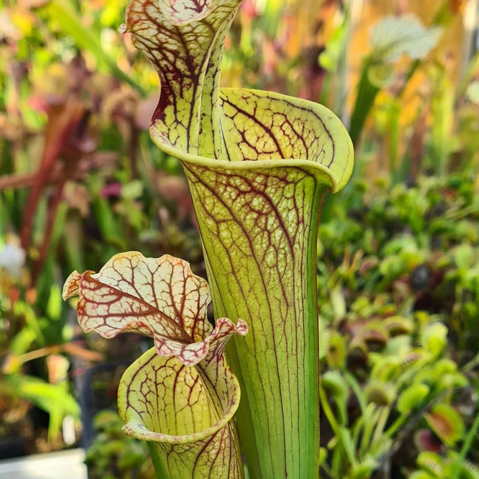 Sarracenia × moorei 'Elizabeth'