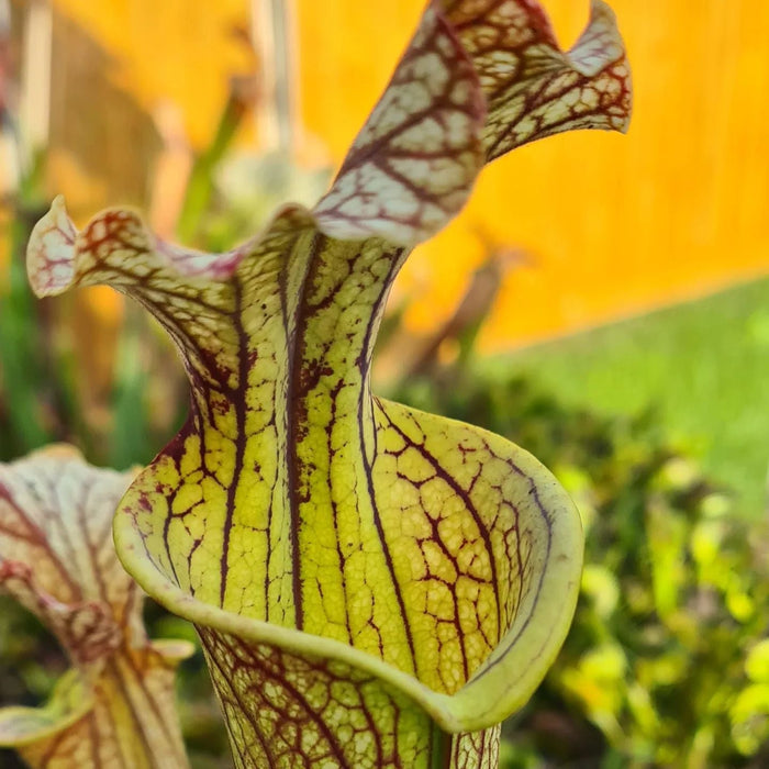 Sarracenia × moorei 'Elizabeth'