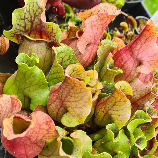 Sarracenia purpurea subsp. venosa var. venosa