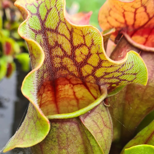 Sarracenia purpurea subsp. venosa var. venosa