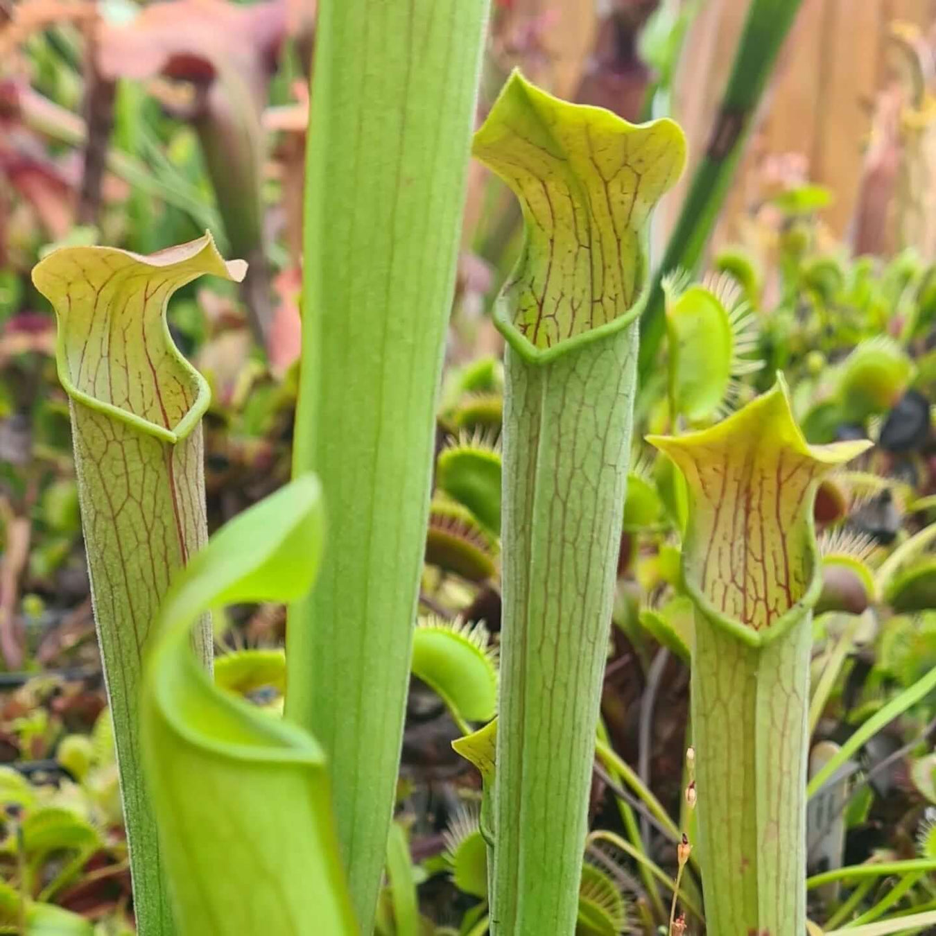 Sarracenia alabamensis subsp. wherryi