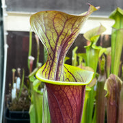 Sarracenia flava var. atropurpurea - All Red Form (Blackwater River State Forest, Florida) MK-F27B