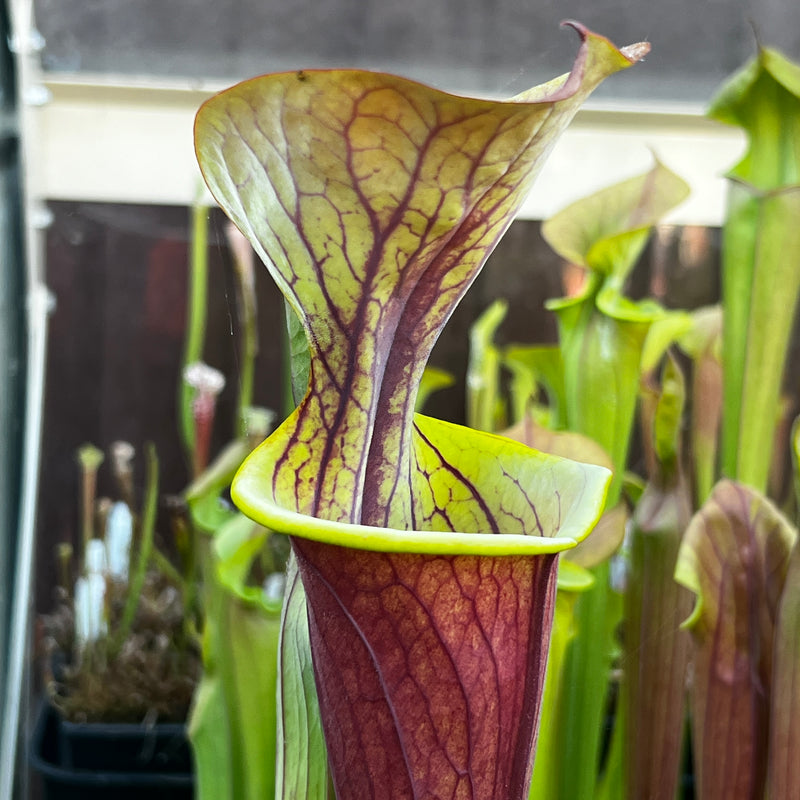 Sarracenia flava var. atropurpurea - All Red Form (Blackwater River State Forest, Florida) MK-F27B