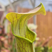 Sarracenia rubra subsp. wherryi - Chatom Giant (Washington County, Alabama)