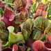 Sarracenia purpurea subsp. purpurea (Wareham Forest, Dorset, UK)