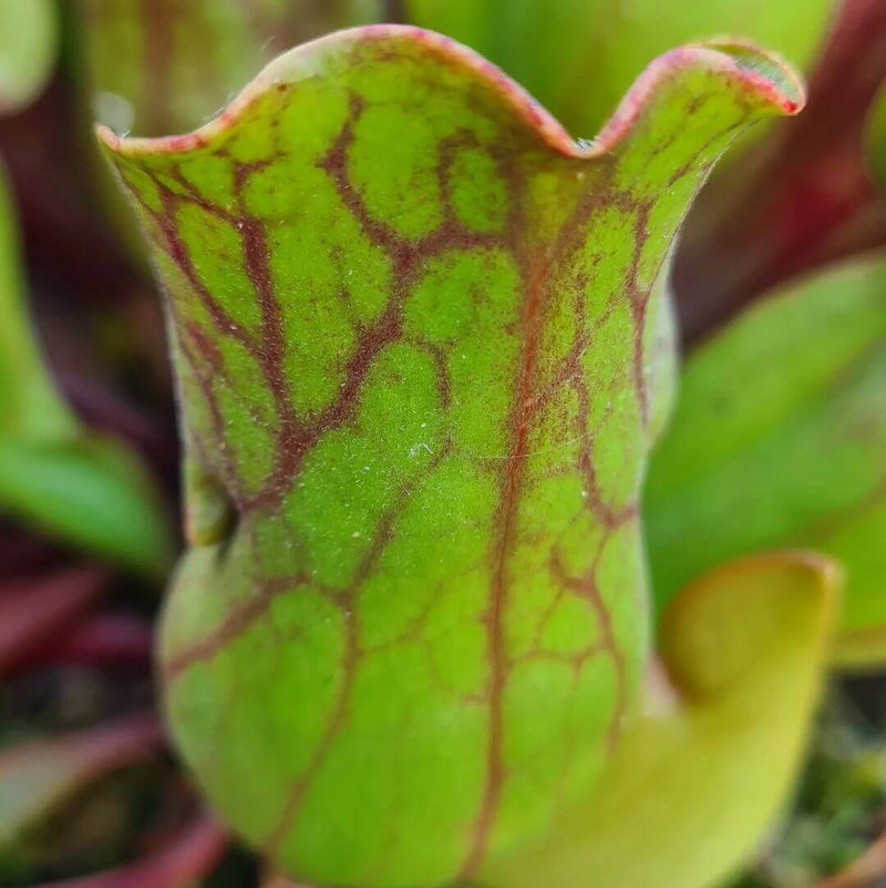 Sarracenia purpurea subsp. purpurea (Wareham Forest, Dorset, UK)