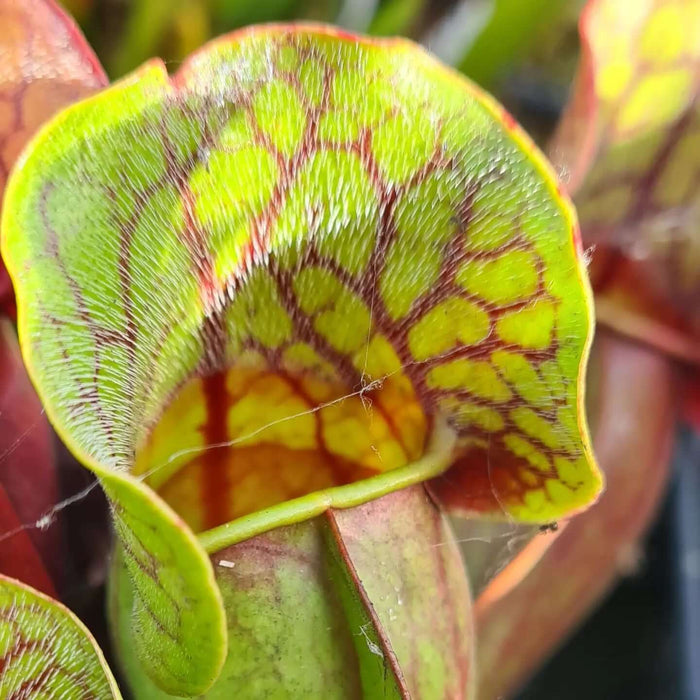 Sarracenia purpurea subsp. purpurea (Wareham Forest, Dorset, UK)