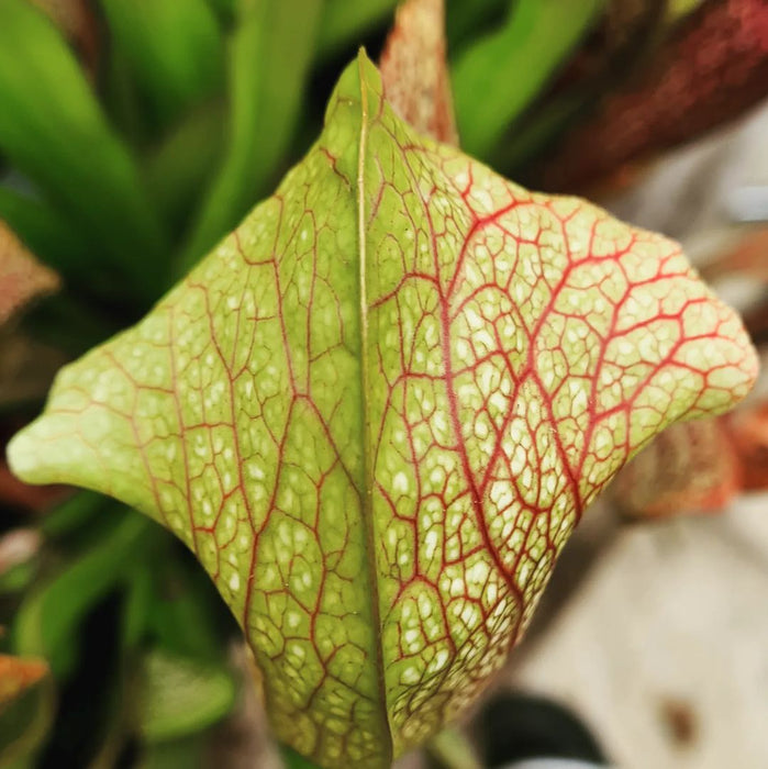 Sarracenia 'Dixie Lace'