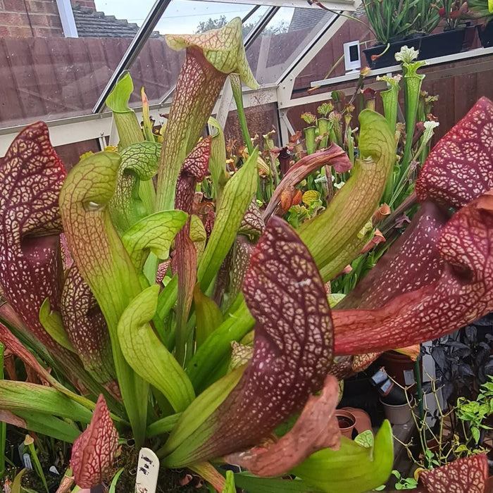 Sarracenia 'Dixie Lace'