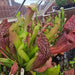 Sarracenia 'Dixie Lace'