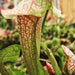 Sarracenia 'Dixie Lace'