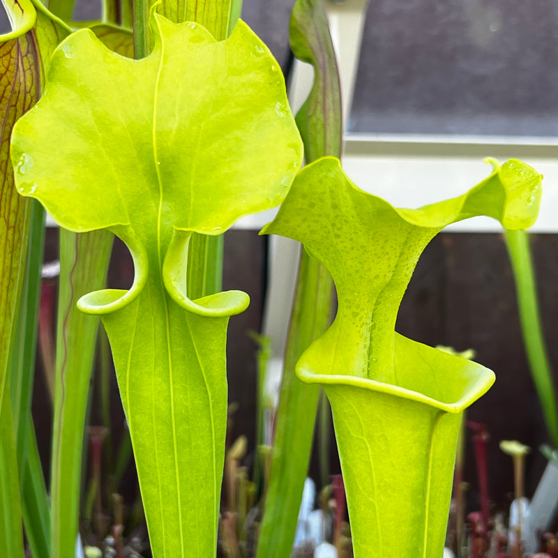 Sarracenia flava var. maxima - Tall All Green Copper Tinged, Reverse Veined