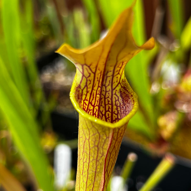 Sarracenia rubra subsp. alabamensis (ICPS Location Code AL003, Alabama) MK-RA5