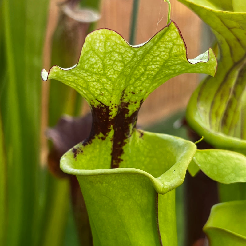 Sarracenia × moorei - Leah Wilkerson F2 (Laurent)