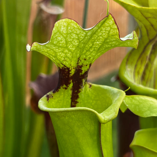Sarracenia × moorei - Leah Wilkerson F2 (Laurent)